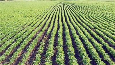 中江縣茂源蔬菜專(zhuān)業(yè)合作社